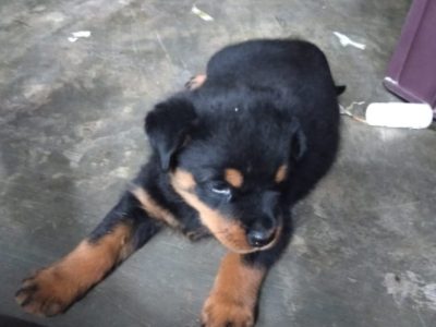 Rottweiler