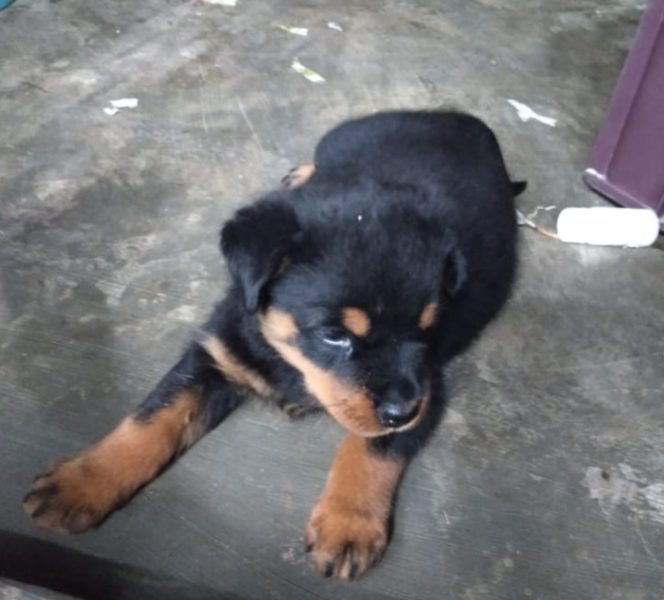 Rottweiler