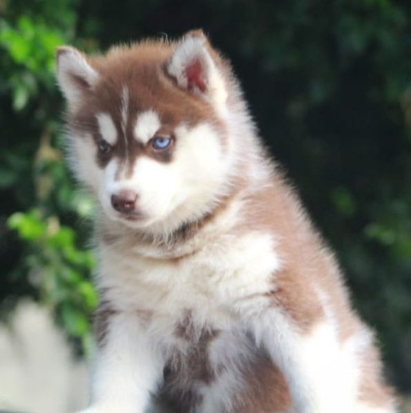 Husky