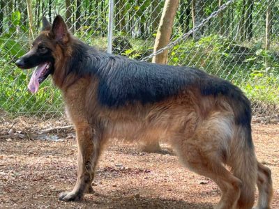 German shepherd