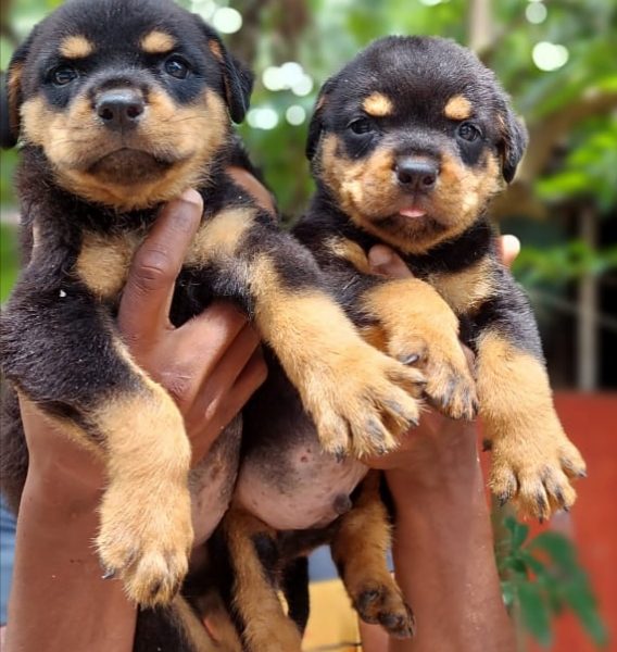 Rottweiler