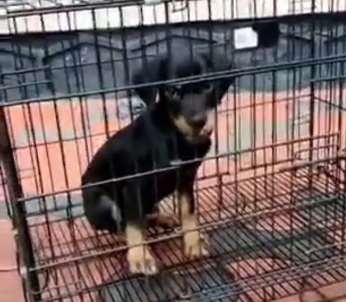 Rottweiler