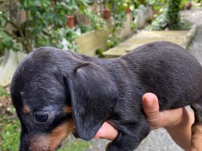 Dachshund