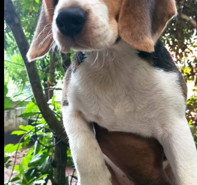 Beagle