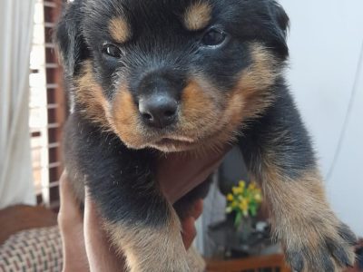 Rottweiler