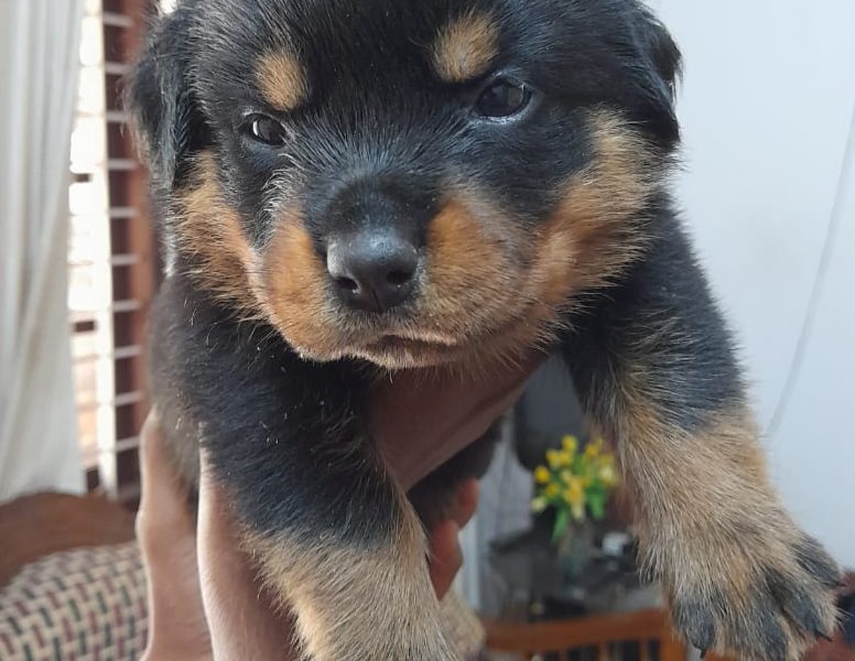 Rottweiler