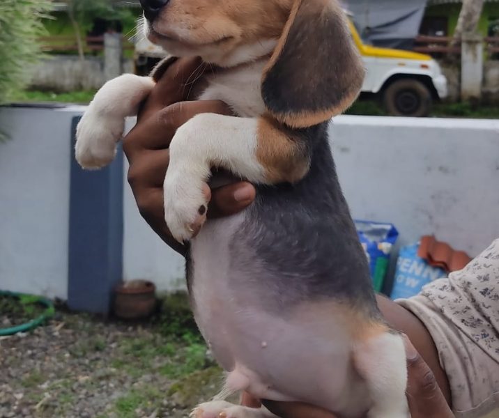 Beagle