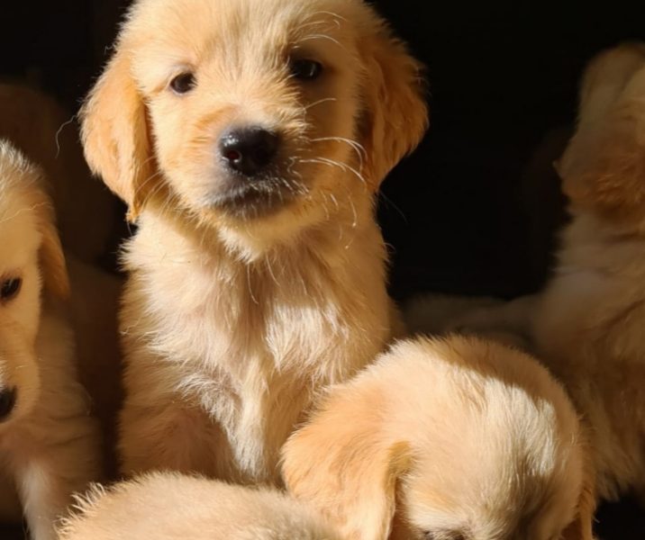 Golden Retriever