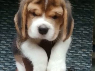 Beagle