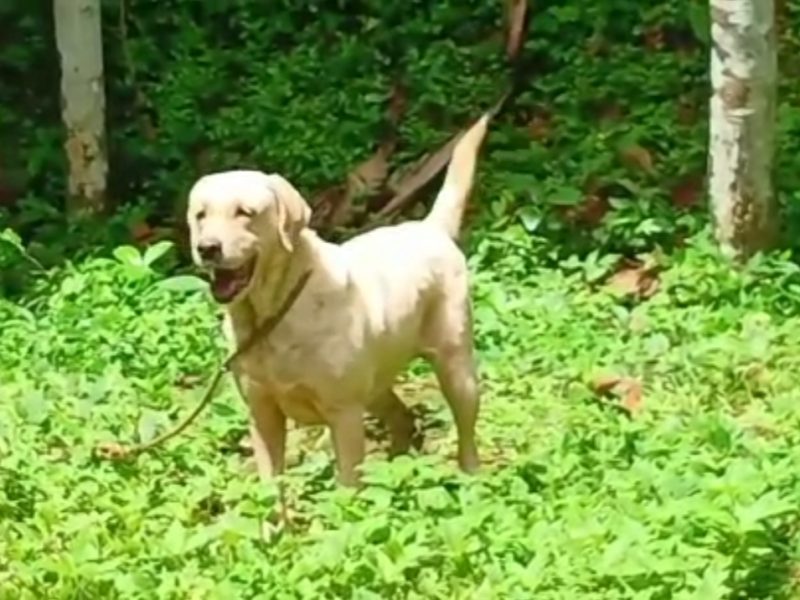 Labrador