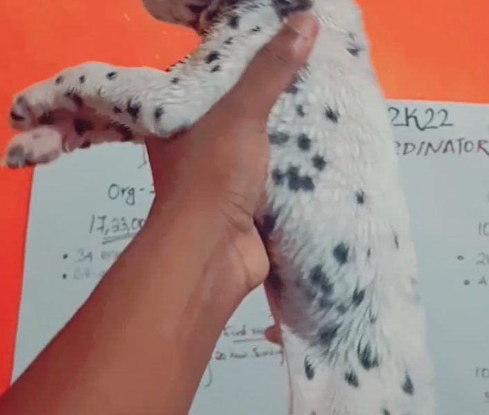 Dalmation