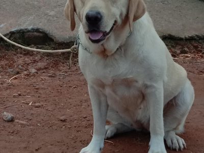 Labrador