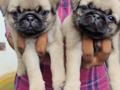 Pug