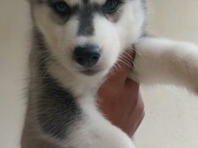 Husky