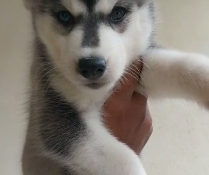 Husky