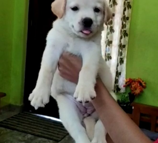 Labrador