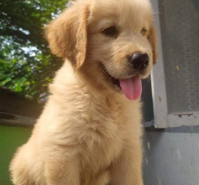 Golden Retriever