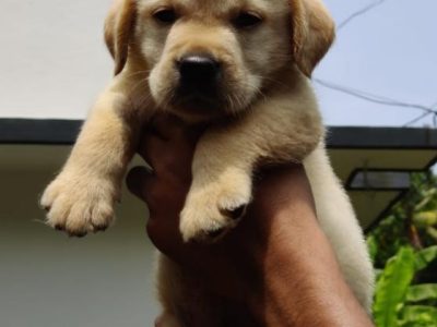 Labrador