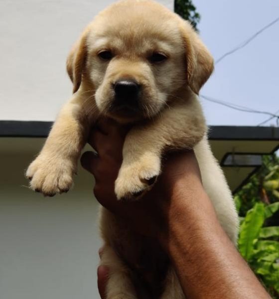 Labrador