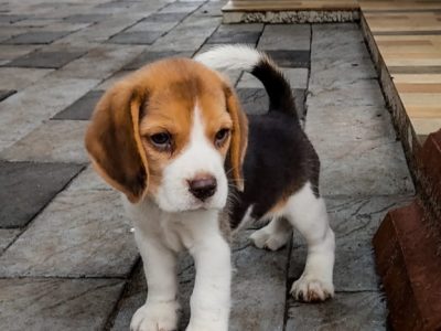 Beagle