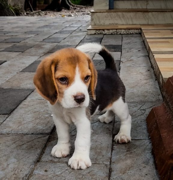 Beagle