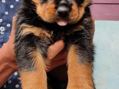 Rottweiler