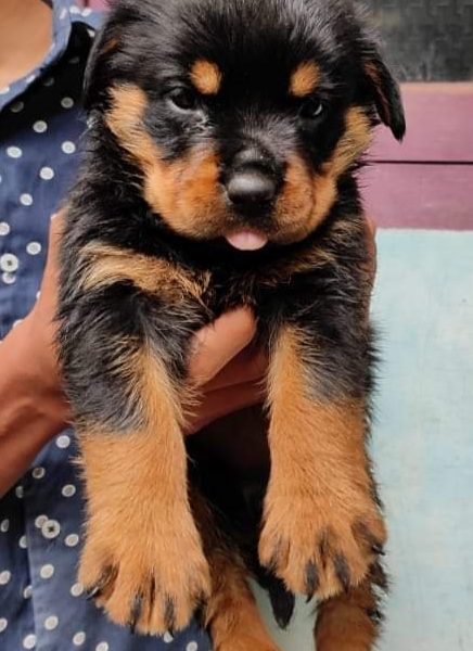 Rottweiler