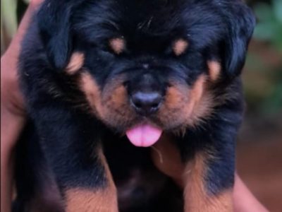 Rottweiler