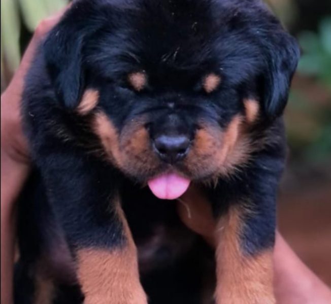 Rottweiler