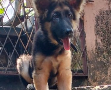 German shepherd