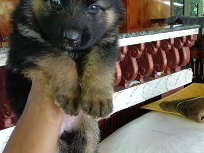 German shepherd