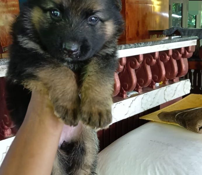 German shepherd