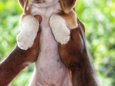 Beagle