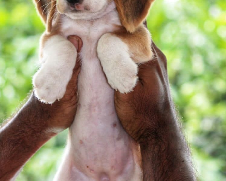 Beagle