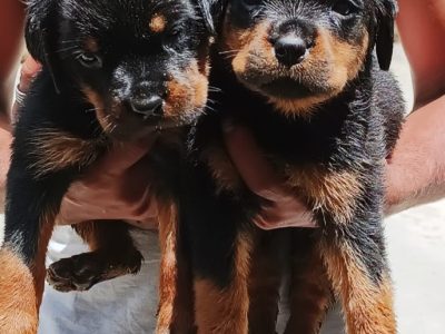 Rottweiler