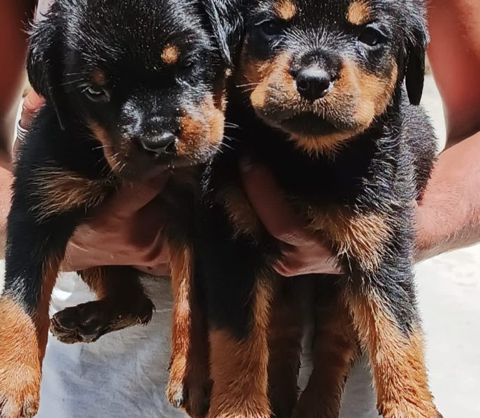 Rottweiler