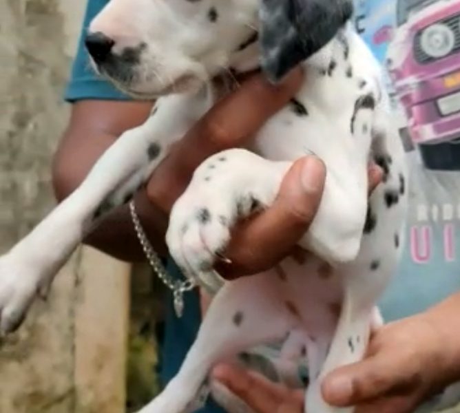 Dalmation