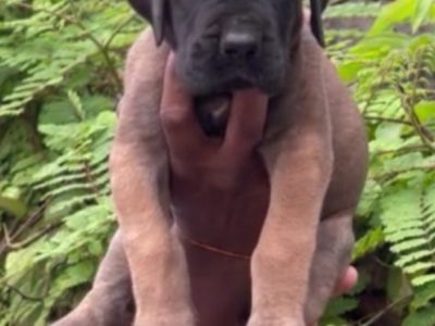 Great Dane