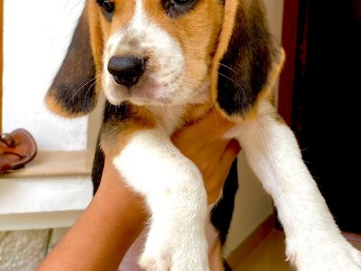 Beagle