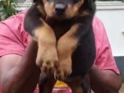 Rottweiler