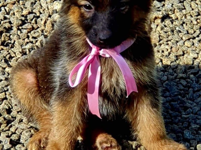 German shepherd