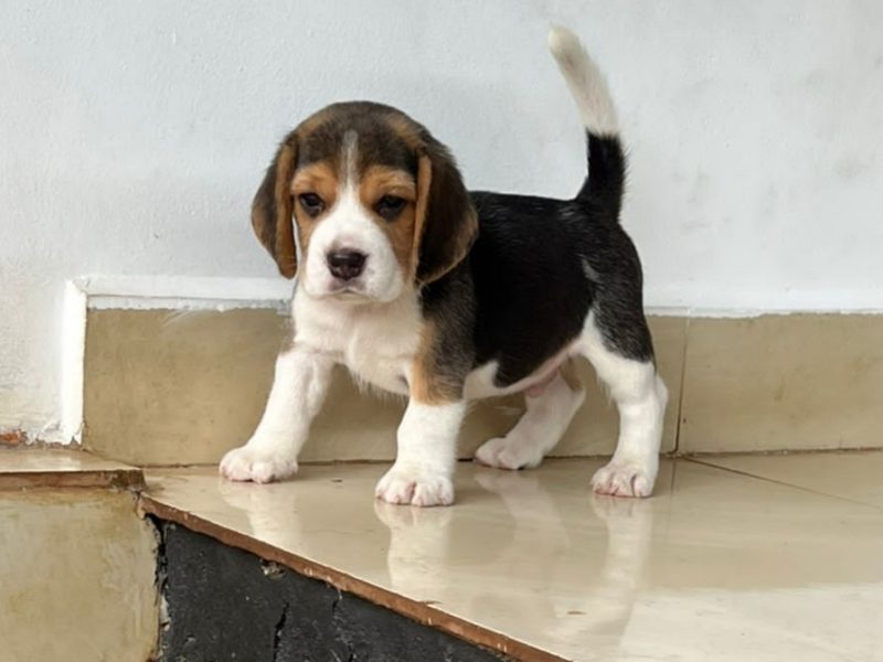 Beagle