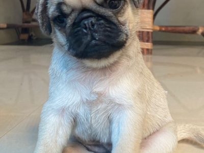 Pug