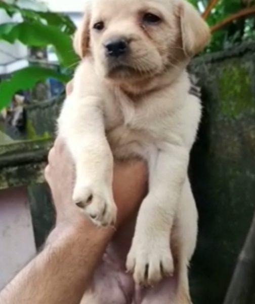 Labrador