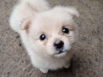 Pomeranian