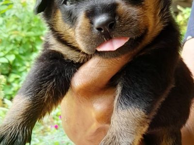 Rottweiler