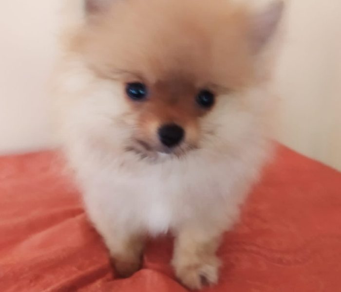 Toypom