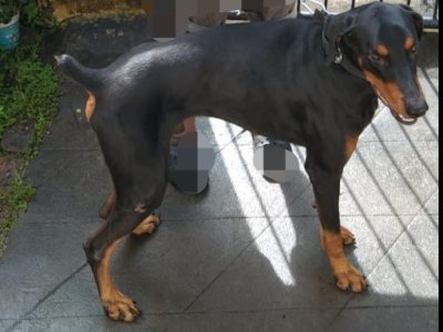 Doberman