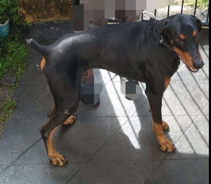 Doberman