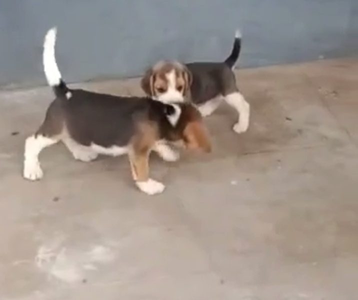 Beagle